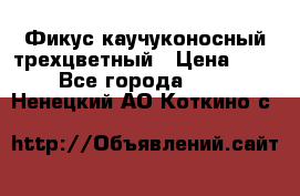 Фикус каучуконосный трехцветный › Цена ­ 500 - Все города  »    . Ненецкий АО,Коткино с.